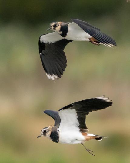 Lapwings in flight