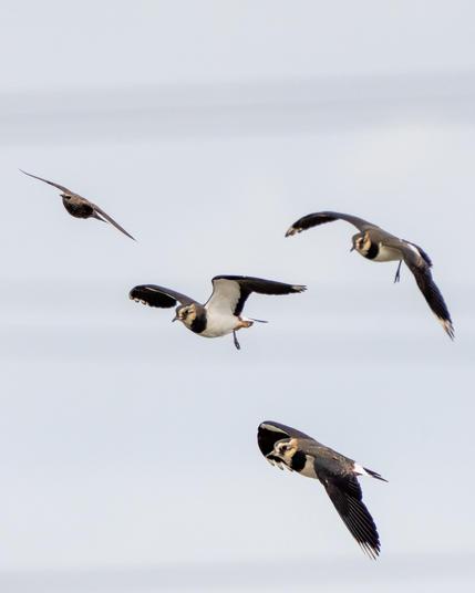 Lapwings in flight