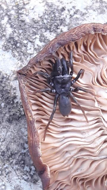 Une araignée noire peu velue avec de gros cheliceres. Elle est posee sur un champignon retourné lui même posé sur  un morceau de beton avec des lichens.