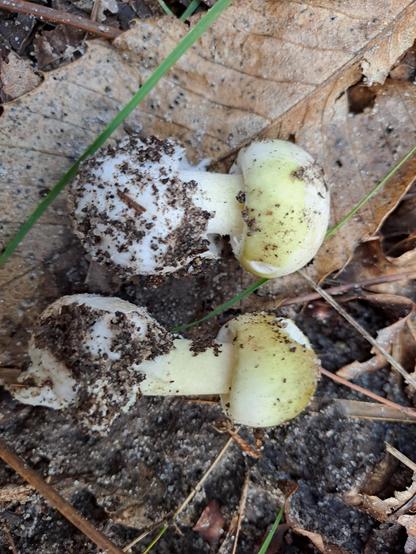 amanites phaloides