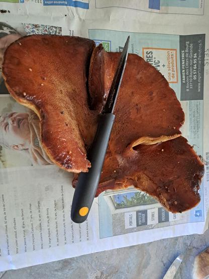 langue de bœuf gros individu