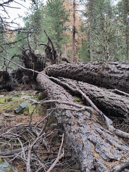 A mighty larch tree with multiple trunks, blown over and uprooted by the wind. The rootstock is propped up with earth and stones and supported by the trunks.