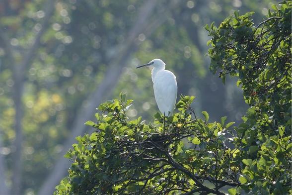 A beautiful white egret is perched on lush green tree foliage, with a bright, sun-dappled, blurred background. Please visit http://www.lukehaigh.co.uk. #Birds #lukehaigh #birdphotography #photography