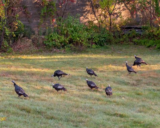 In a grassy field a group of wild turkeys are foraging for food as the morning sun shines on them