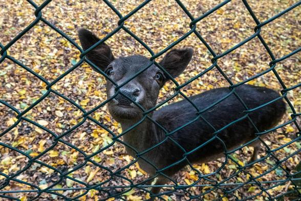 A small, dark-furred deer up against a fence looks intently up towards the camera. The ground behind it is covered in fallen leaves.