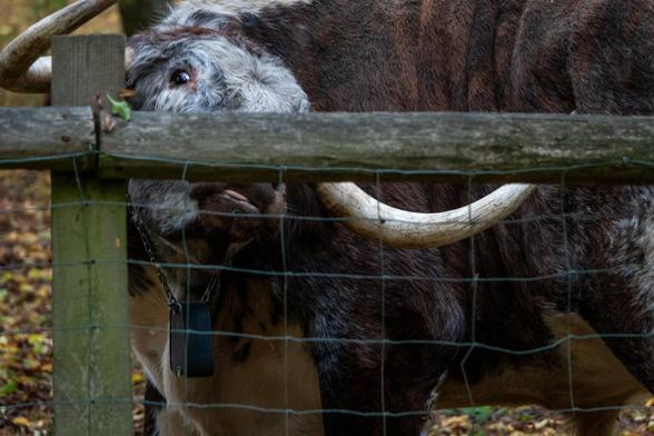 A longhorn cow behind a fence is staring at the camera with its tongue slightly out and one of its horns scratching an itch on its side.