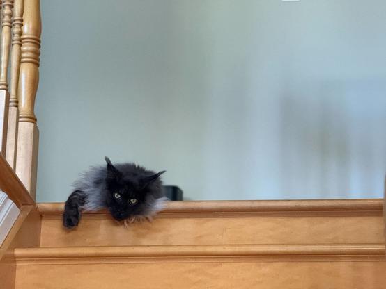 Deflated Maine coon a the eh top of the stairs. Why won't anyone throw tha sping??