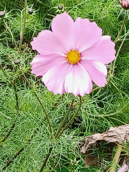 can never remember the name of this plant, but the green stems look like dill but then bigger, with this one beautiful pink flower 🌸 with a yellow round heart.