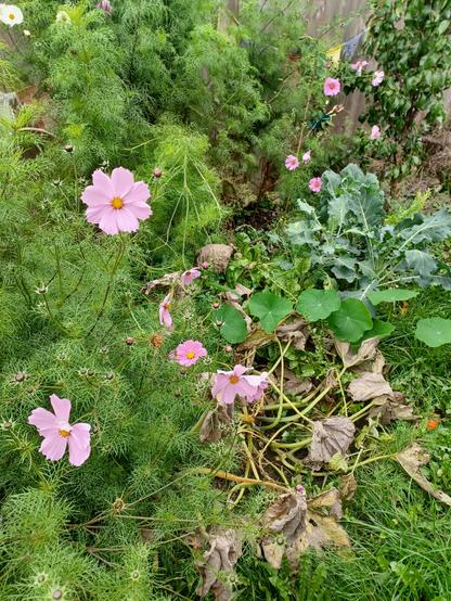 a sprinkle of the pink flowers in my friends' garden