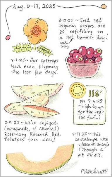 My Illustrated Journal watercolor and pen art for August 6-17, 2025: Caltrops in bloom; red grapes in a bowl, rosemary roasted red potatoes, cantaloupe slice, and a note that on 8-6-25 it reached 116 degrees F, our high temperature for the year so far here in Tucson, AZ.