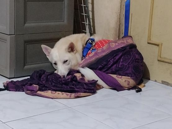 Spitz dog on the floor, curled in a blanket
