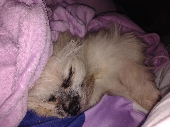 Toybreed dog sleeping with blankets