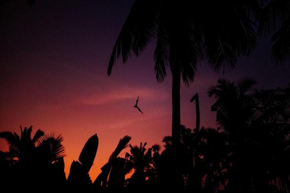 The departure of a bat at sunrise.