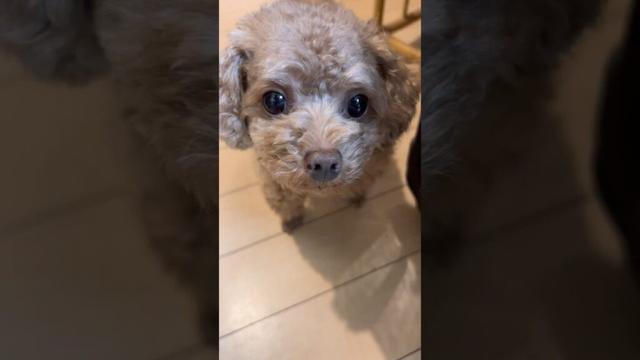 今日のココグルメトッピングはポークだ！！❤️ #もこ #トイプードル #トイプー #タイニープードル #toypoodle #ココグルメ #CoCoGourmet