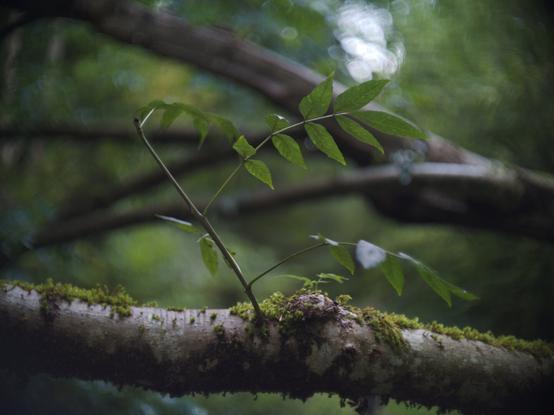 A fallen tree growing new branches