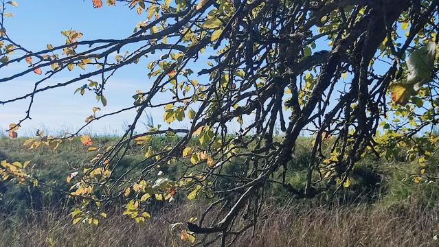 Branches of an apple tree with blue sky and grassy dyke in the backgound.