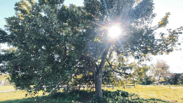 An apple tree on a green field. The sun shining through the tree's branches.