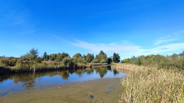 A bright and sunny day at a pond which is surrounded by green trees and bushes.