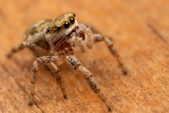 A very tiny spider is standing on a wood railing. It is a whitish tan with glossy black eyes that are looking up and to the right. It seems very inquisitive and gives a sense of anticipated action. Is it going to jump? I think so.