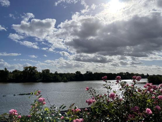 Derrière de toutes petites roses roses, la Loire et le soleil qui pointe à travers les nuages