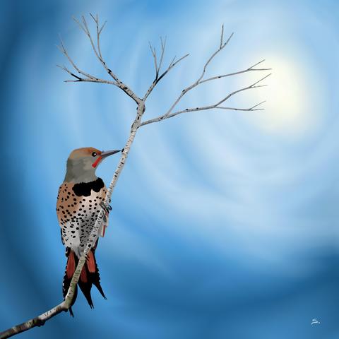 A flicker perches on a birch branch that splits of into the sunlight so that all branches lead to the flicker looking at the sun. There is a circular smeared sky that goes from light to darker edges.