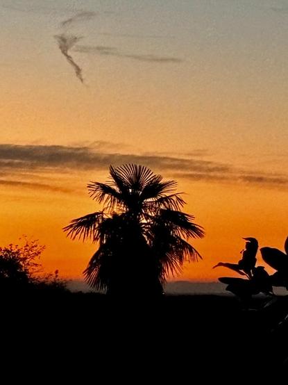 A silhouette of a palm tree is set against a vibrant sunrice featuring orange and blue hues. A wispy cloud is visible in the sky.