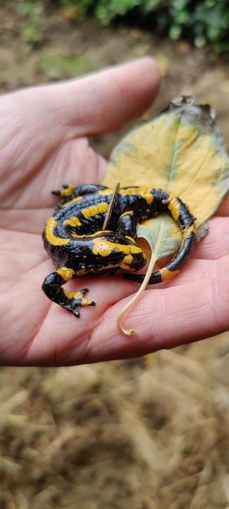 ein kleiner Salamander, war der nächste Kandidat den ich auf die gleiche Weise versorgte. Heute werde ich mal nach den beiden schauen...