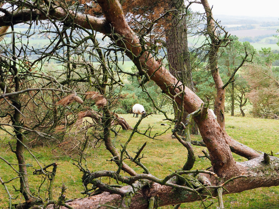a lone sheep behind a fallen tree