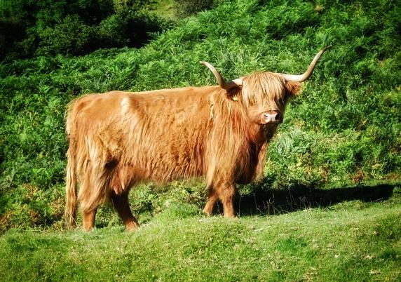 A photograph of a shaggy, long-haired Highland cow standing in a grassy field. The cow, with its distinctive light brown, wavy coat, faces slightly to the right, showcasing its long, curved horns. The background features lush green foliage and bushes, providing a natural and serene setting. The cow appears calm and relaxed, with sunlight casting gentle shadows on the grass beneath it.