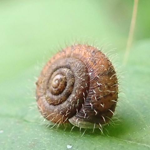 makrofoto, quadratische nahaufnahme einer sehr kleinen schnecke auf einem hell grünen blatt. es ist nur ihr aufrecht auf dem blatt stehendes haus zu sehen, sie hat sich ganz zurückgezogen. wir blicken von schräg vorne auf die mündungsseite und das zentrum der flachen windung des hauses. das ist rötlich hellbraun mit anflügen von dunklerem graubraun, die zur mitte der windung mehr werden. überall stehen gleich lange, spärlich gesäte, borstige gekrümmte haare ab, in etwa wie bei einer stachelbeere