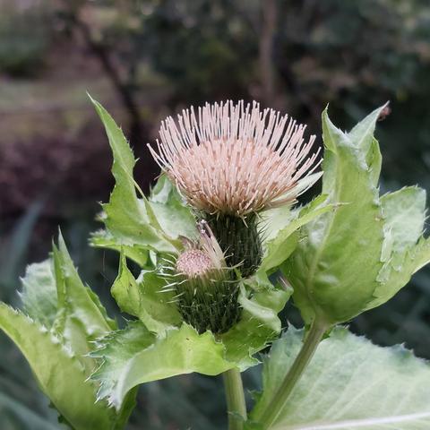 Frische Fruchstände einer Sumpfdistel im Muckenbruch. Hellgrün stachelige Blätter, dunkler Hintergrund.