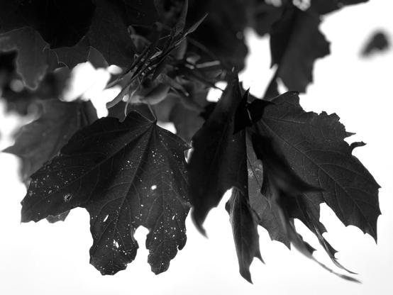A bunch of maple leaves, slightly shriveled and eaten by bugs. (Version françæ) Bouquet de feuilles d’érable æn peu racorniz et mangeæs par des petiz bêtes.