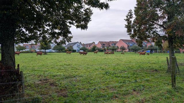 Photo of a heard of brown cows in a field. In the foreground, two trees on the far left and far right, sort of like a frame. In the back, white and red houses. The sky is cloudy.