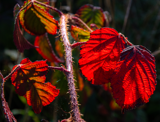 Leuchtend rote Brombeerblätter an einem dornigen Zweig, beleuchtet von Sonnenlicht in einer Naturkulisse mit dunklem Hintergrund.