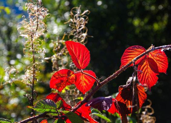 Leuchtend rote Blätter an einem Ast vor unscharfem grünen Hintergrund mit weißlichen Pflanzenspiralen im Sonnenlicht.