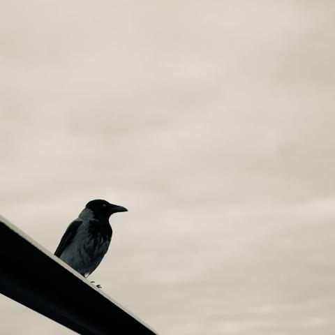 A hooded crow