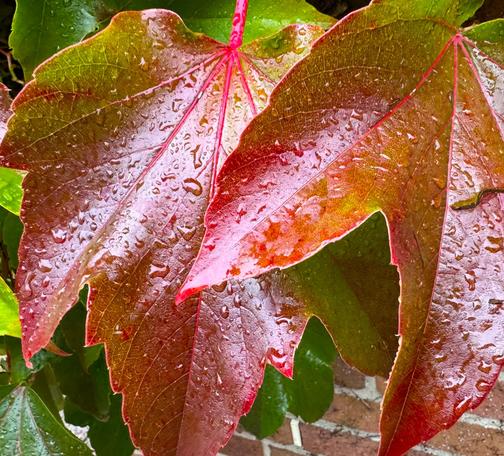 Zwei herbstlich gefärbte Blätter des Wilden Weins nach dem Regen