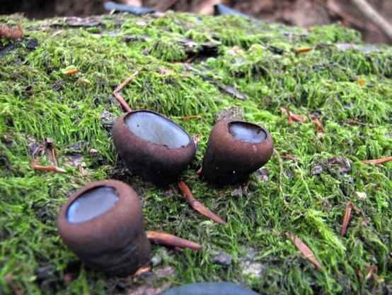 Un groupe de trois Bulgaria inquinans (Bulgarie salissante) sur un tronc d'arbre recouvert de mousse et lichens.