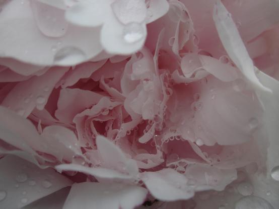 Nahaufnahme einer Pfingstrose nach dem Regen. Tausend tropfen und kleinste Tröpfchen schmiegen sich an die zartrosa Blütenblätter