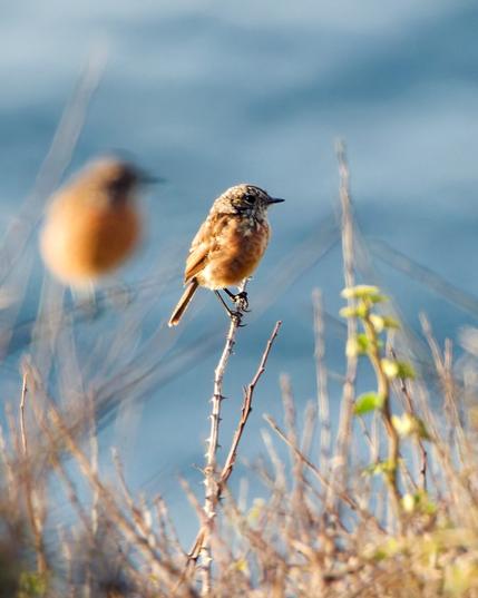 A male Stonechat on a branch
Another one is blurredly visible in the foreground on the left