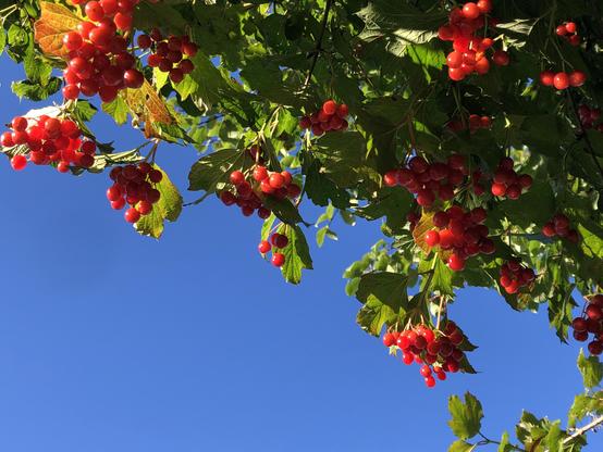 Viele große, rote Beeren hängen an einem Baum, der noch überwiegend grüne Blätter hat. Dahinter ein herbstlich blauer, wolkenloser Himmel.