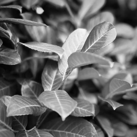 Desaturated leaves fill the frame, as they trail off out of focus in the distance under soft, diffused light.