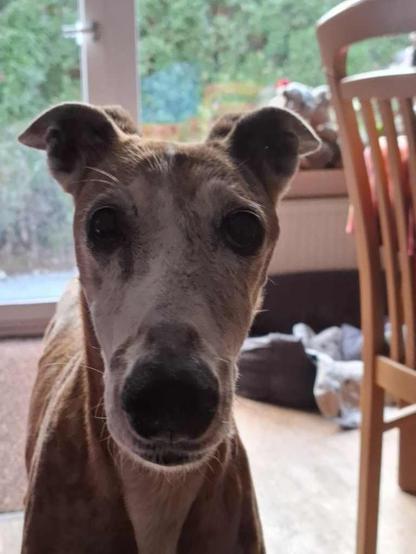 The Artist.

A close-up of a senior galgo  with a distinctive, expressive face. The dog's fur is a mix of light brown and white, with visible age markings around the eyes and muzzle. It stands close to the camera, looking curiously towards the viewer.  glimpse of greenery outside the window.