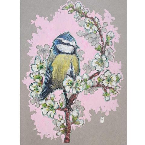 A small colour drawing of a little blue tit bird sitting on a branch that is covered in white blossom. The drawing has a pink background and is on grey pastel paper.
A colourful mix of blue, yellow, white and green makes the Blue Tit one of our most attractive and most recognisable garden visitors.
An original art work
Colour pencil and mixed media on acid free toned artist paper
5 by 7 inches (12.7 by 17.8 cm).
Sold unframed