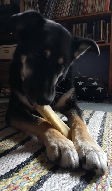 Koira makaa matolla purren etutassujen välissä pitämäänsä puruluuta. Taistalla näkyy kirjahyllyjä, jossa vinyylilevyjä yms.