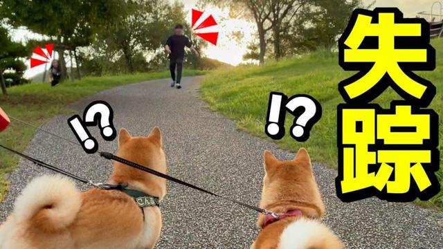 散歩中に突然娘が消えたら…柴犬姉妹が予想外の行動にハラハラしました