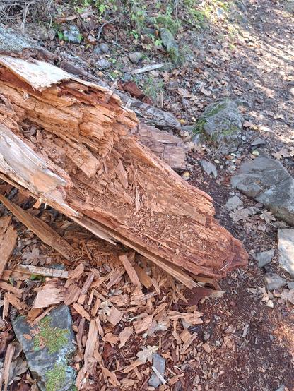 Redwood tree in BC