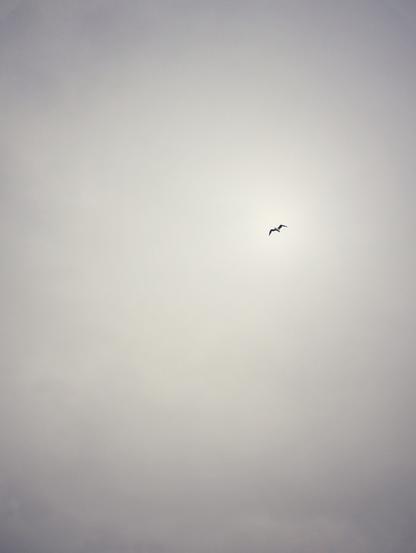 Minimalistische Aufnahme: eine Möwe fliegt am grauen Himmel, während Meer, Wellen und Sand weit hinter dem Horizont liegen. Foto by Johann Seidl, Gartenpoet.