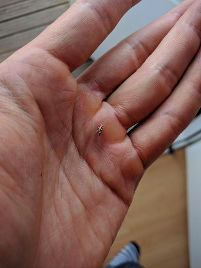 Kultaraitainen hyönteinen (kämmenellä), vasen kylki