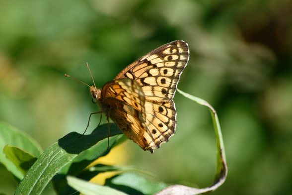 A pale orange and black fritillary butterfly shows off its checkered and spotted wings as it perches on a green leaf in the morning sunshine.
